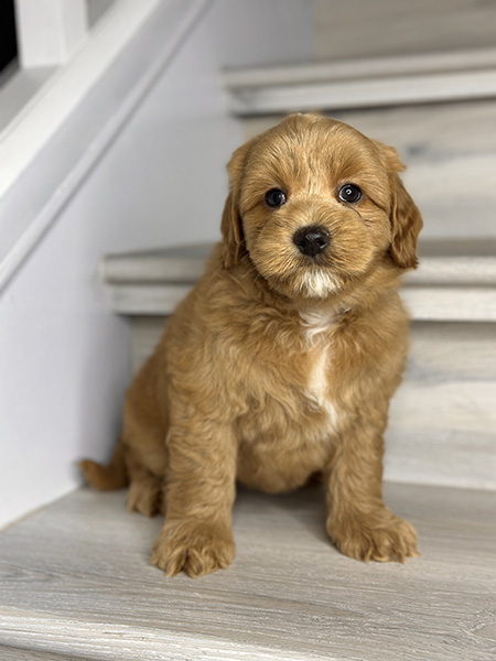 Australian Labradoodle puppy from MIA & DIESEL litter
