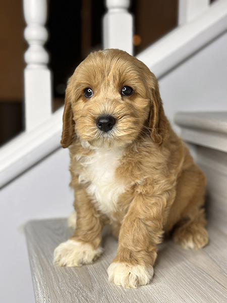 Australian Labradoodle puppy from MIA & DIESEL litter