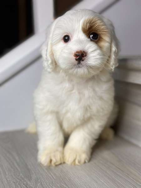 Australian Labradoodle puppy from MIA & DIESEL litter