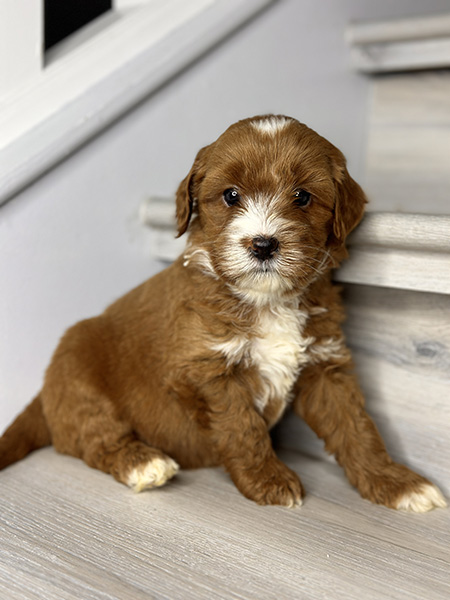 Australian Labradoodle puppy from COCO & DIESEL litter
