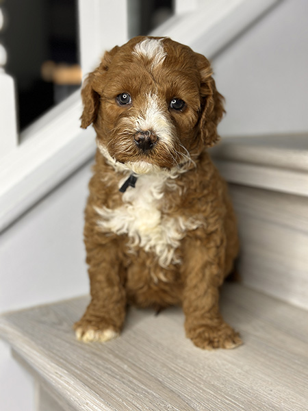Australian Labradoodle puppy from COCO & DIESEL litter