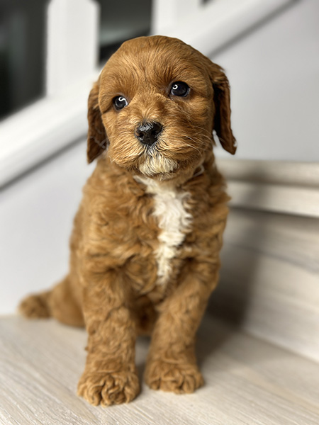 Australian Labradoodle puppy from COCO & DIESEL litter
