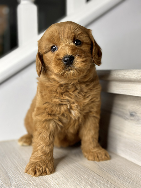 Australian Labradoodle puppy from COCO & DIESEL litter