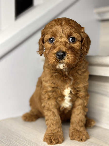 Australian Labradoodle puppy from COCO & DIESEL litter