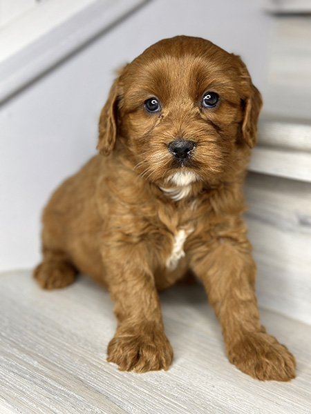 Australian Labradoodle puppy from COCO & DIESEL litter