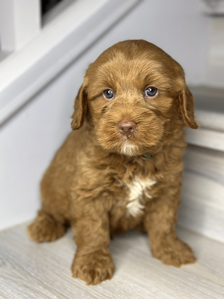 Australian Labradoodle puppy from COCO & DIESEL litter