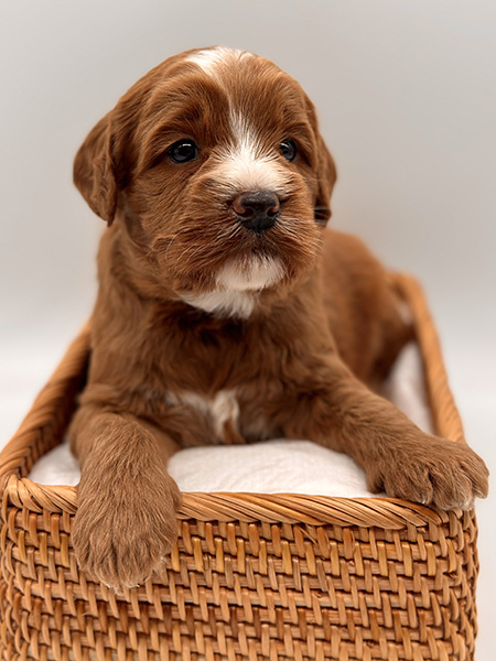 Australian Labradoodle puppy from LEXI & DIESEL litter