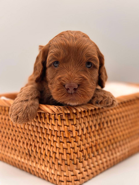 Australian Labradoodle puppy from LEXI & DIESEL litter