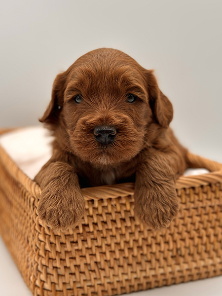 Australian Labradoodle puppy from LEXI & DIESEL litter