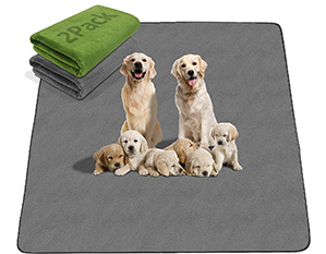 Australian Labradoodle puppy available for adoption — Adorable Labradoodle