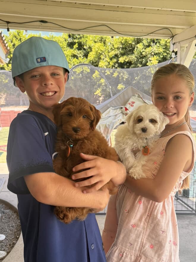 Australian Labradoodle puppies — Adorable Labradoodle