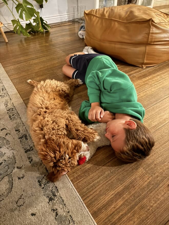 Australian Labradoodle puppies — Adorable Labradoodle