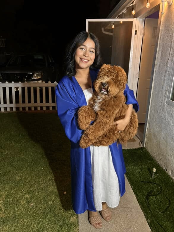 Australian Labradoodle puppies — Adorable Labradoodle