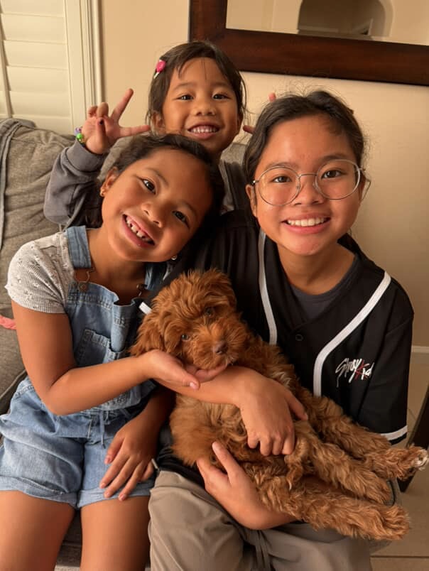 Australian Labradoodle puppies — Adorable Labradoodle