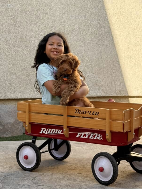 Australian Labradoodle puppies — Adorable Labradoodle