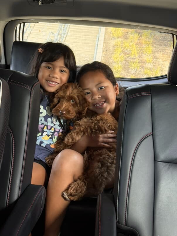 Australian Labradoodle puppies — Adorable Labradoodle