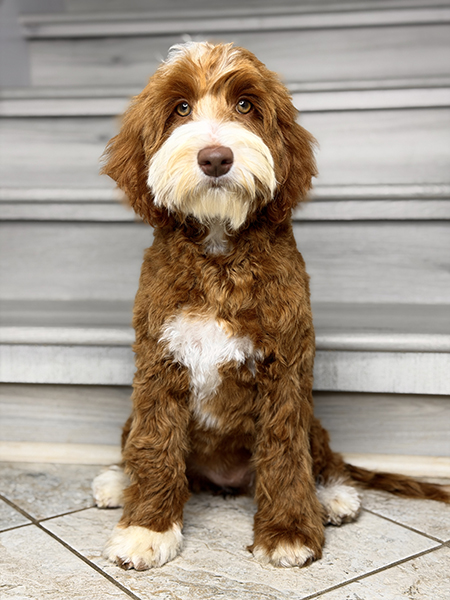 Australian Labradoodle dam (mother dog) — Adorable Labradoodle