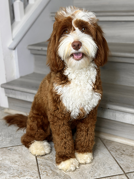 Australian Labradoodle dam (mother dog) — Adorable Labradoodle