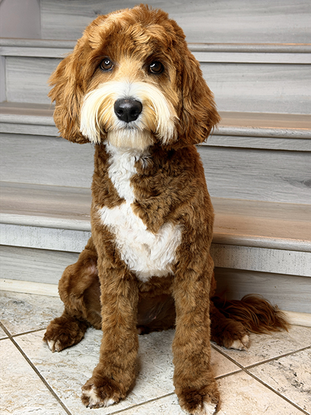 Australian Labradoodle dam (mother dog) — Adorable Labradoodle