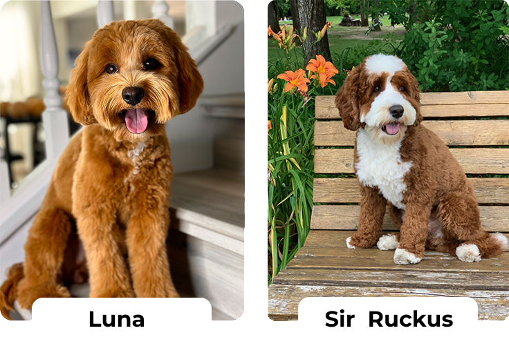 Australian Labradoodle puppies — Upcoming Litters