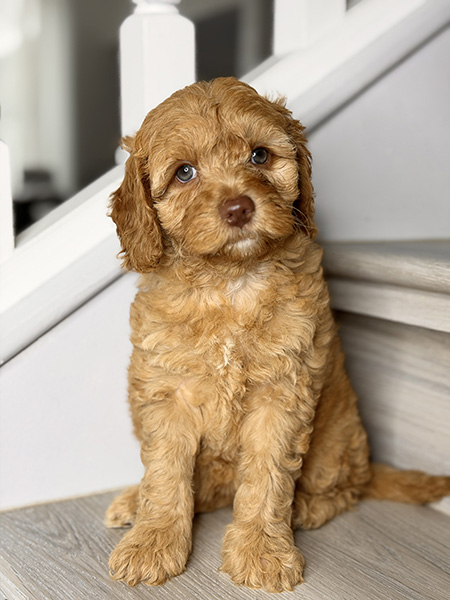 Australian Labradoodle puppies — Adorable Labradoodle