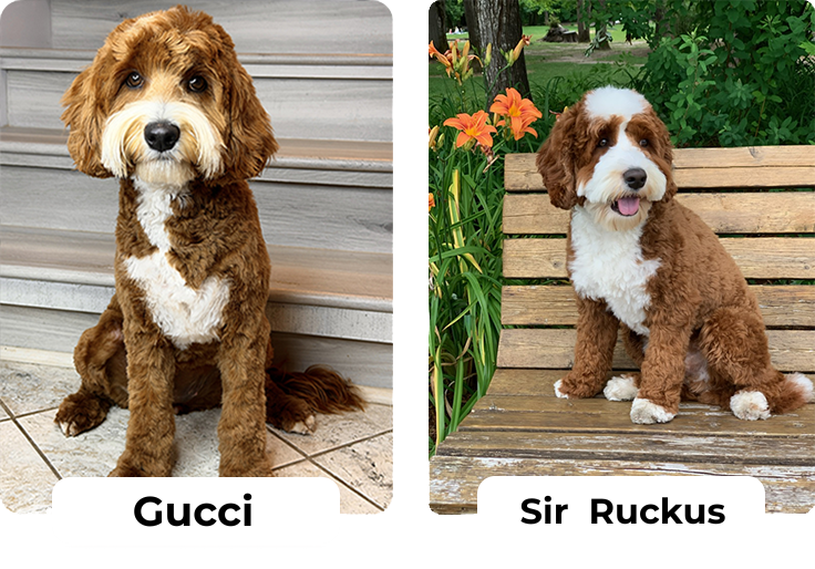 Gucci 22 new Australian Labradoodle puppies — Adorable Labradoodle