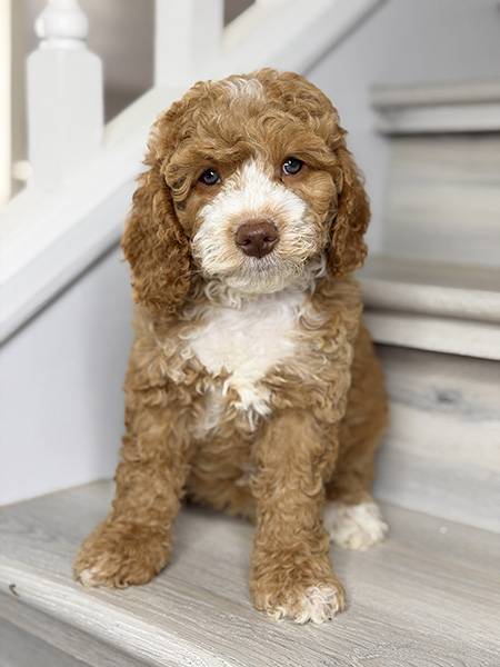 Australian Labradoodle puppies — Current Litters