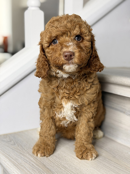 Australian Labradoodle puppies — Current Litters