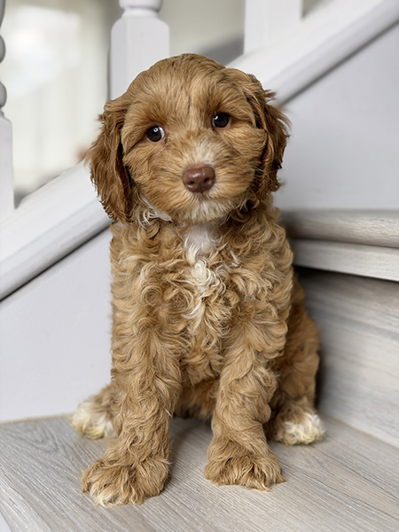 Australian Labradoodle puppies — Current Litters