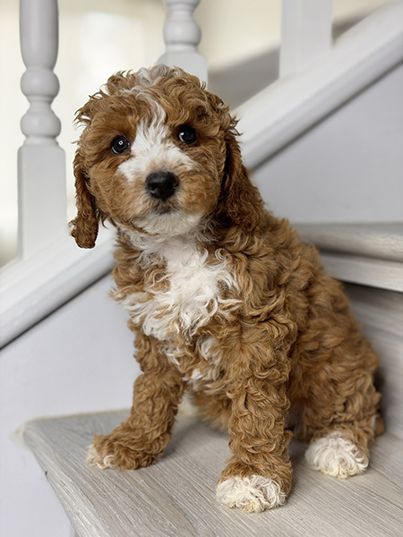 Australian Labradoodle puppies — Current Litters
