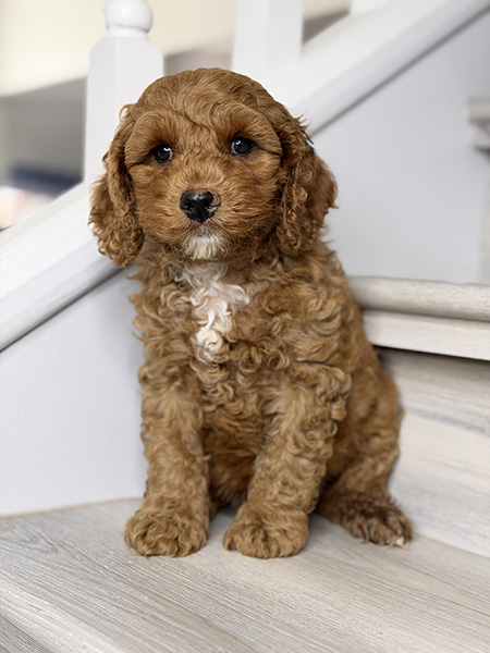 Australian Labradoodle puppies — Current Litters