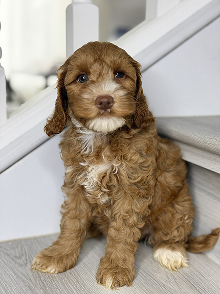 Australian Labradoodle puppies — Current Litters