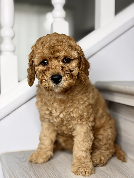 Australian Labradoodle puppies — Adorable Labradoodle