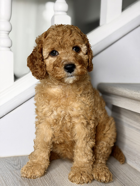 Australian Labradoodle puppies — Adorable Labradoodle