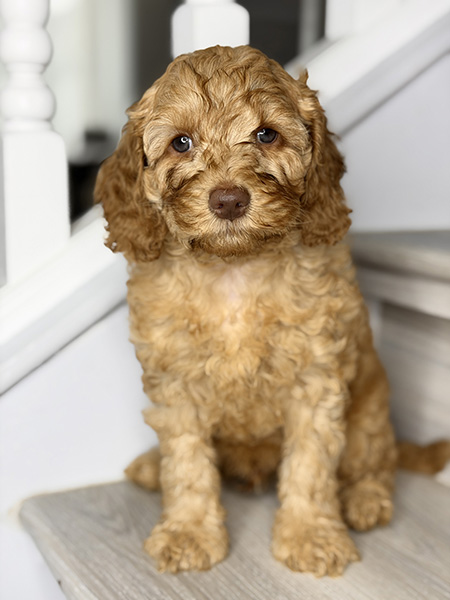 Australian Labradoodle puppies — Current Litters