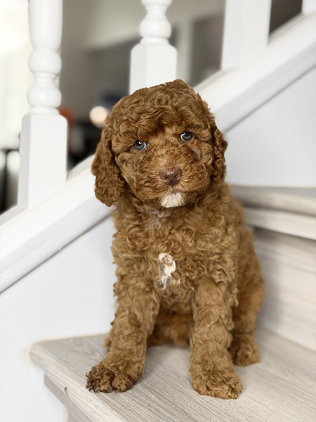 Australian Labradoodle puppies — Current Litters