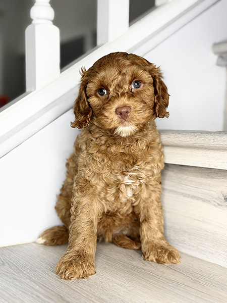 Australian Labradoodle puppies — Current Litters
