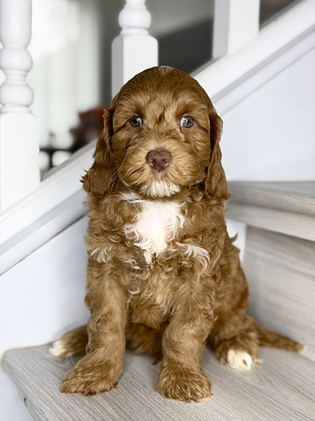Australian Labradoodle puppies — Current Litters