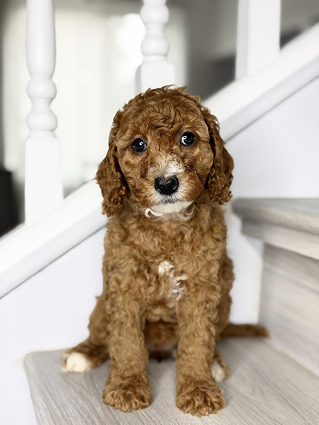 Australian Labradoodle puppies — Current Litters