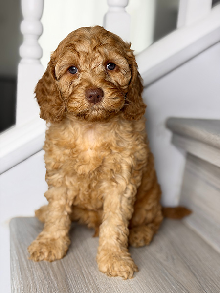 Australian Labradoodle puppies — Adorable Labradoodle