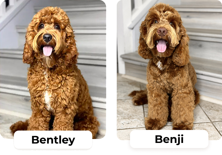 Australian Labradoodle puppies — Past Litters