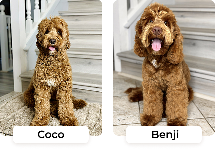 Australian Labradoodle puppies — Past Litters