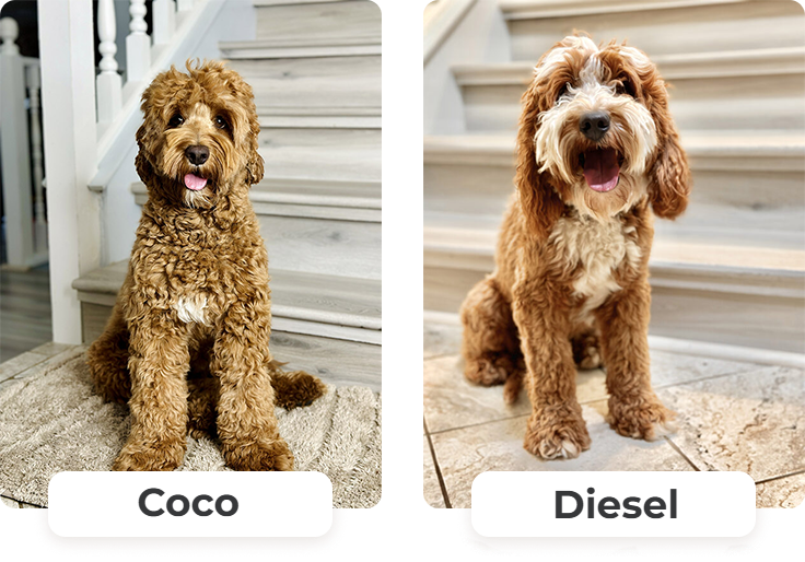 Australian Labradoodle puppies — Past Litters