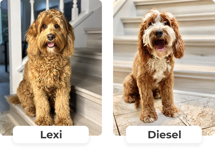 Australian Labradoodle puppies — Past Litters