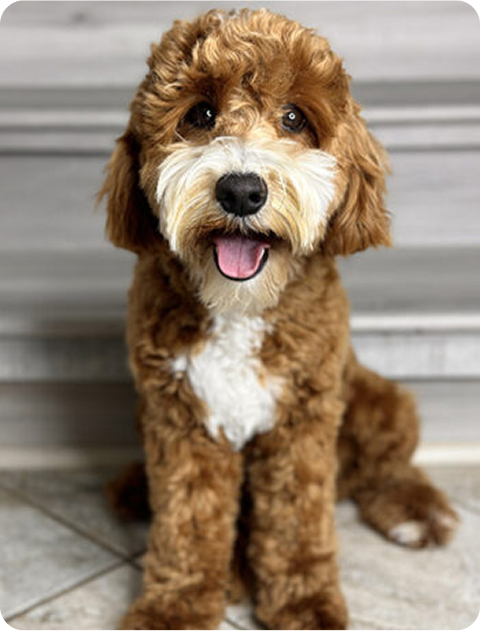 Australian Labradoodle puppies — Past Litters