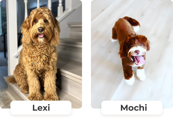 Australian Labradoodle puppies — Past Litters