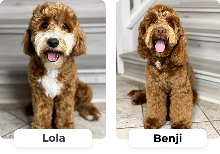 Australian Labradoodle puppies — Past Litters