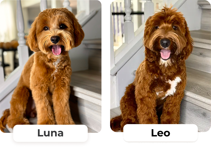 Australian Labradoodle puppies — Past Litters