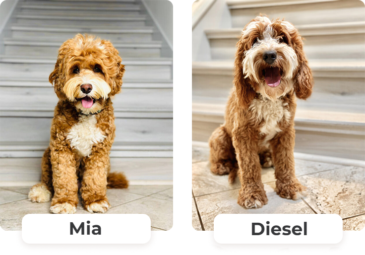 Australian Labradoodle puppies — Past Litters