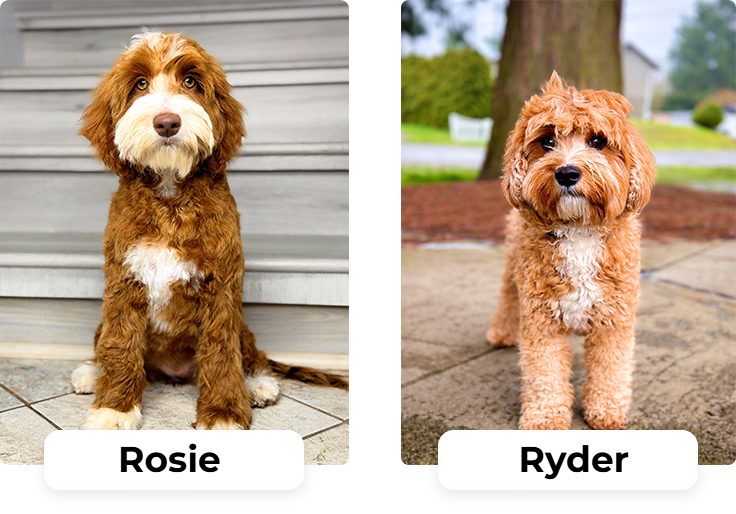 2 new-fotor-20260415121650 Australian Labradoodle puppies — Upcoming Litters